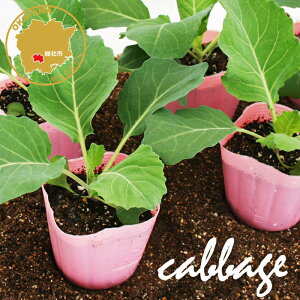 Lxc tg ؕc 12|bgZbg 3|bg t[u[̕c yLxc c ؕc Lxc̕c ƒ؉ ׂz