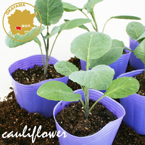 Jt[ oCIbgNC ؕc 6|bgZbg 3|bg t[u[̕c yc  Jt[ ƒ؉ x_ z