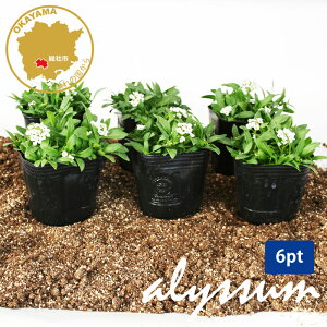 AbT C[X^[{lbg zCg ԕc 6|bgZbg 3|bg t[u[̕c yAbT̕c c sweet alyssum ԁz