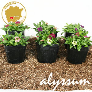 AbT C[X^[{lbg ~bNX ԕc 6|bgZbg 3|bg t[u[̕c yAbT̕c c mix sweet alyssum ԁz