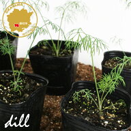 ハーブ ディル（イノンド） ハーブ苗 6ポットセット 3号ポット フラワーブルームの苗 【dill 野菜苗 ディ…
