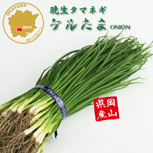 ^}lM P Ӑ ؕc 100{ RY ܂˂c t[u[̕c yc ^}lM ʂ˂ ʔK ܂˂c ʂ˂c Ӑz