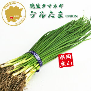 ^}lM P Ӑ ؕc 50{ RY ܂˂c t[u[̕c yc ^}lM ʂ˂ ʔK ܂˂c ʂ˂c Ӑz