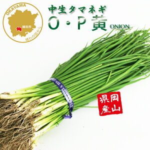 ^}lM OEP  ؕc 100{ RY ܂˂c t[u[̕c yc ^}lM ʂ˂ ʔK ܂˂c ʂ˂c z