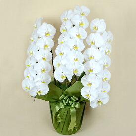 本州一部送料無料！農林水産大臣賞、全国洋ラン品評会金賞、名古屋市長賞（金賞）胡蝶蘭 白 3本立 （36輪以上）【お届けは3日後以降から】