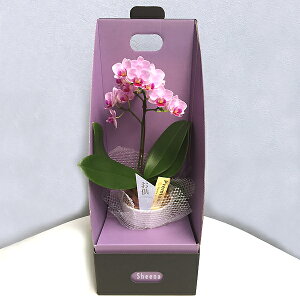 e[uӒ31{ydlz(A-321)y͂4ȍ~z Ӓ   