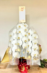 Ӓ AC h] J M ܏j ͏j ړ]j i  җ j Mtg v[g m a LO j tsflower eB[Yt[ Tfs FROWER DESIGN Kbgx gatto rib