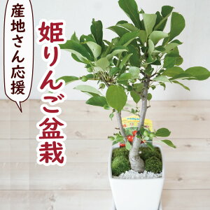 リンゴ 盆栽の人気商品 通販 価格比較 価格 Com