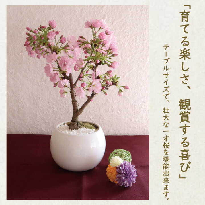 楽天市場 お届け3 11 季節の盆栽 京都産 一才桜の鉢物 旭山桜 送料無料 苗木 祝 春 インテリア 開花 桜 盆栽 ミニ盆栽 苔玉 苔 コケ お花見 サクラ 盆栽販売 22春 3 4月頃 開花 うち花見北海道 沖縄 離島へはお届け出来ません Fktk