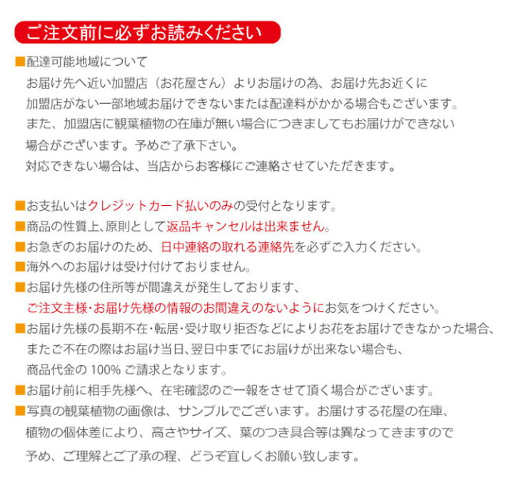 楽天市場 お祝いに おまかせ 観葉植物 13時までのご注文で当日配送可能 当日 即日配達可能 開院祝い 開業祝い 移転祝い 楽屋御見舞い 全国ネットワーク又はイーフローラ届け ビジネス 即日 開店 オープン イーフローラ 新築祝い きょうはな観葉