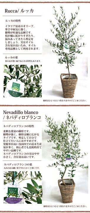 楽天市場 あす楽12時 送料無料 季節の花鉢シリーズ オリーブ オリーブ 6号鉢 Mサイズ 品種で選べる ギフト観葉植物 楽ギフ 包装 オリーブの木 苗木 鉢植え 販売 誕生日 開店 引越 祝い 引っ越し祝いい 新築祝い インテリア Fktk Flowerkitchenjiyugaoka