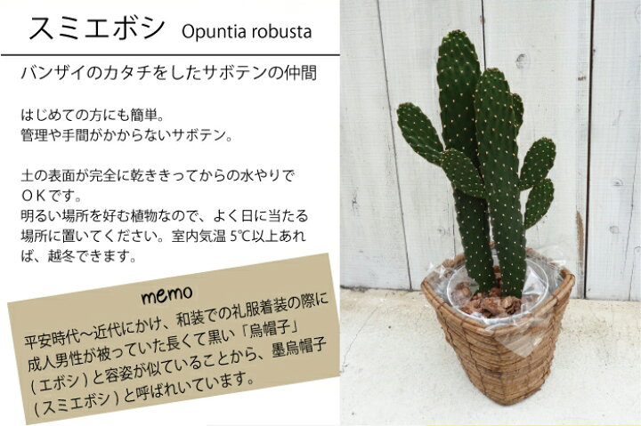 楽天市場 観葉 スミエボシ サボテン 墨烏帽子 送料無料 ギフト 育てやすい 観葉植物 多肉植物 インテリア 鉢植え 開店 引越し 祝い 引越し祝い 新築祝い 誕生日 合格祈願 バンザイ の形 縁起 あす楽 日曜営業 05p23apr16 Fktk バレンタイン ホワイトデー 楽天市場 観葉 スミエボシ サボテン 墨烏帽子 送料無料 ギフト 育てやすい 観葉植物 多肉植物 インテリア 鉢植え 開店 引越し 祝い 引越し祝い 新築祝い 誕生日 合格祈願 バンザイ の形 縁起 あす楽 日曜営業 05p23apr16 Fktk バレンタイン ホワイトデー