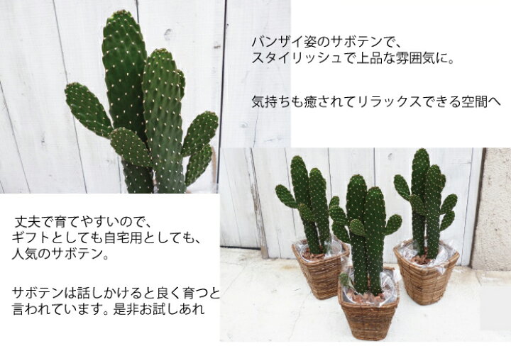 楽天市場 観葉 スミエボシ サボテン 墨烏帽子 送料無料 ギフト 育てやすい 観葉植物 多肉植物 インテリア 鉢植え 開店 引越し 祝い 引越し祝い 新築祝い 誕生日 合格祈願 バンザイ の形 縁起 あす楽 日曜営業 05p23apr16 Fktk バレンタイン ホワイトデー 楽天市場 観葉 スミエボシ サボテン 墨烏帽子 送料無料 ギフト 育てやすい 観葉植物 多肉植物 インテリア 鉢植え 開店 引越し 祝い 引越し祝い 新築祝い 誕生日 合格祈願 バンザイ の形 縁起 あす楽 日曜営業 05p23apr16 Fktk バレンタイン ホワイトデー