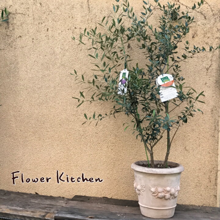 楽天市場 送料無料 オリーブ2品種植え 現物お届け 現物1点ものアンティコポット 2品種植えオリーブ 植え替え オリジナル オリーブ オリーブの木 ギフト オリーブの木 鉢植え 販売 開店 引越し 祝 新築祝い 御祝 インテリア あす楽 Fktk 観葉