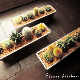 お得【まとめ買い】サボテン3個セット 茶砂利　自由が丘から贈る季節の花鉢 サボテン 多肉植物 送料無料 多肉植物の寄せ植え ギフト 観葉植物 誕生日 開店祝い 引っ越し祝い 新築祝い 寄植え セット インテリア 敬老の日 FKTK ゆうパック出荷