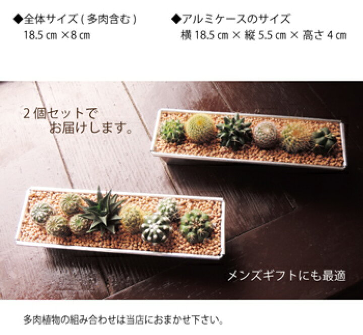 楽天市場】選べる砂利カラー アルミケース サボテン2個セット 寄せ植え 