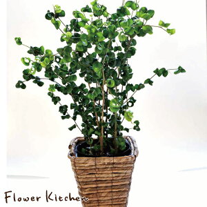 (ϗt)G߂̉ԔV[YwxW~xxW~ obNyzMtg Ă₷ ϗtA/CeA/A/JX/z/j/zj/Vzj/a/05P23Apr16y