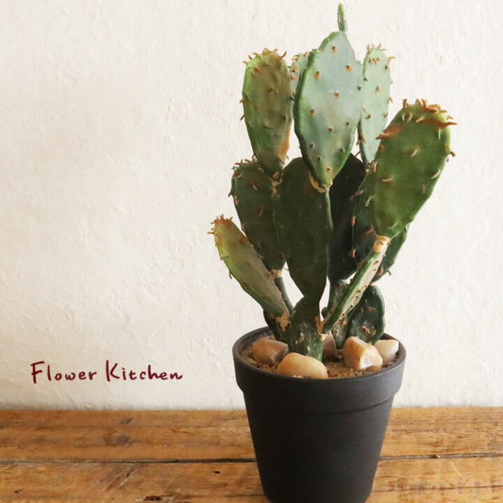 楽天市場 送料込み フェイク ウチワサボテンポット 31 サボテン 造花 多肉植物 人工観葉フェイク グリーン 観葉植物 インテリア Fktk Flowerkitchenjiyugaoka 楽天市場 送料込み フェイク ウチワサボテンポット 31 サボテン 造花 多肉植物 人工観葉フェイク グリーン 観葉植物 インテリア Fktk Flowerkitchenjiyugaoka