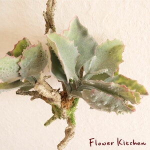 y݁zw tFCN JRG  xRt ݉^Cv  tFCN O[ lHϗtA CeA tFCNA FKTK