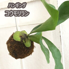 楽天市場 コウモリランの通販