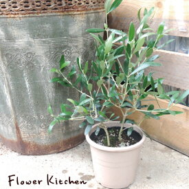 【送料無料】(観葉)『オリーブ5号鉢 品種おまかせ 』『 セラート鉢でお届けします 』【オリーブ】 観葉植物 オリーブの木 苗木 鉢植 販売 誕生日 祝 FKTK