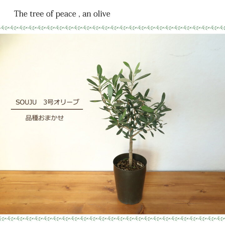 楽天市場】『SOUJU オリーブ 3号 品種おまかせお届け』 オリーブ 3号 