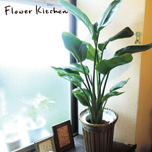 Xg`A 7 I[KX^ Strelitzia nicolai jRC ϗtA I[KX^ CeA A JX zj zj Vzj a Xg`A CeA O[ ϗt gsJ V