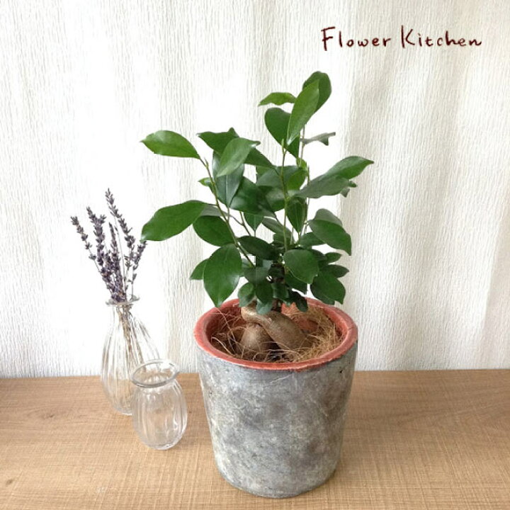 楽天市場 観葉 ガジュマル5号 Farm ルシオ レッド 育てやすい 季節の花鉢シリーズ ガジュマル フィカス 苗木 鉢植え 販売 誕生日 開店 祝 引っ越し祝い 新築祝い インテリア 送料無料 楽ギフ 包装 観葉植物 Fktk バレンタイン ホワイトデー