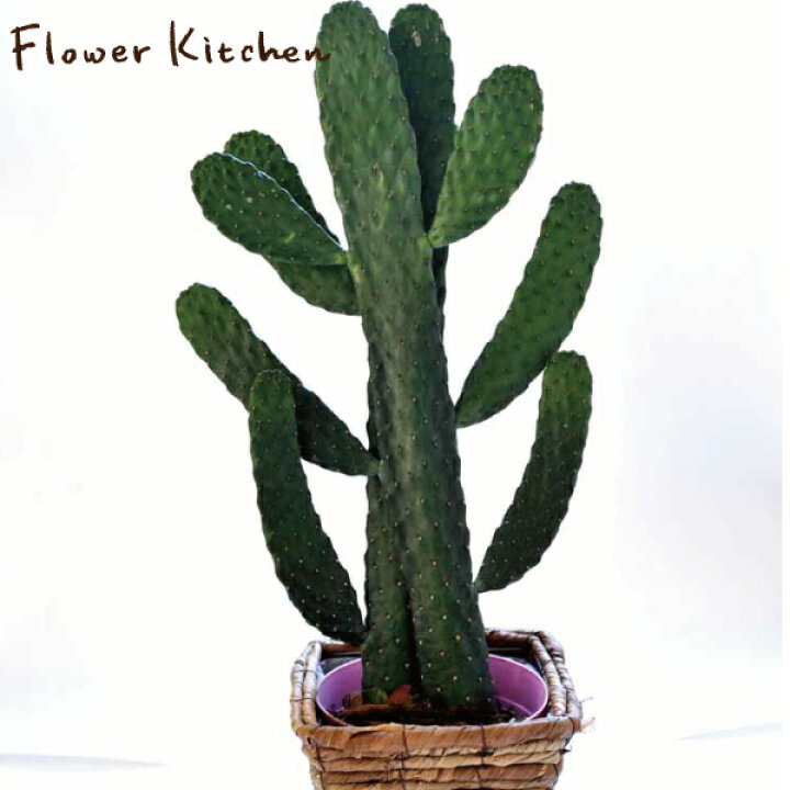 楽天市場 観葉 スミエボシ サボテン 墨烏帽子 送料無料 ギフト 育てやすい 観葉植物 多肉植物 インテリア 鉢植え 開店 引越し 祝い 引越し祝い 新築祝い 誕生日 合格祈願 バンザイ の形 縁起 あす楽 日曜営業 05p23apr16 Fktk バレンタイン ホワイトデー 楽天市場 観葉 スミエボシ サボテン 墨烏帽子 送料無料 ギフト 育てやすい 観葉植物 多肉植物 インテリア 鉢植え 開店 引越し 祝い 引越し祝い 新築祝い 誕生日 合格祈願 バンザイ の形 縁起 あす楽 日曜営業 05p23apr16 Fktk バレンタイン ホワイトデー