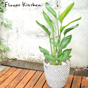 ϗtA w Xg`A 7 I[KX^  kX^CJSt xStrelitzia nicolai jRC Strelizia I[KX^ CeA A JX j z Vzj a ϗt V̔ ^ 傫