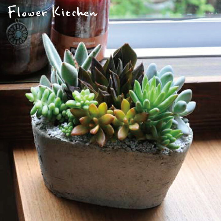 楽天市場 季節の花鉢シリーズ 多肉植物 送料無料 多肉植物の寄せ植え 送料無料 ギフト 観葉植物 楽ギフ 包装 販売 開店 引越し 祝い 引越し祝い 新築祝い あす楽 土曜営業 あす楽 日曜営業 多肉植物 寄せ植え セダム セット 父の日 ギフト Fktk