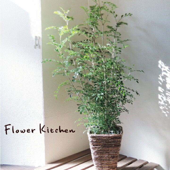 楽天市場 観葉 季節の花鉢シリーズ シマトネリコ 選べるカラー 円錐ポット トネリコ シマトネリコ 送料無料 ギフト 育てやすい 観葉植物 インテリア 鉢植え 開店 引越し 祝い 引越し祝い 新築祝い 誕生日 日曜営業 水合わせの儀 Fktk Flowerkitchenjiyugaoka