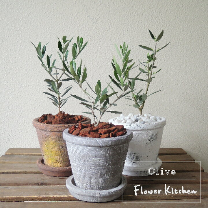 楽天市場 観葉 自由が丘から贈る オリーブ アガベポット植えmサイズ 陶器鉢 受皿付き 育てるギフト 観葉植物 インドアプランツ オリーブの木 苗木 テラコッタ モス ファーマーズ 鉢植え 水合わせの儀 05p30nov14 Fktk バレンタイン ホワイトデー