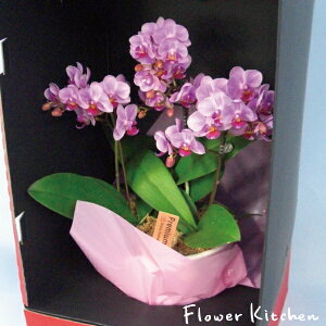 Yn̉ԃMtgy~fBӒ hXBOX 3{ 5zsNn܂Ŗm̌Ӓ R`Eyzj/a/җ//Ď//LO/