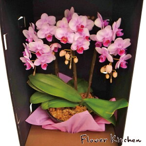 Yn̉ԃMtgy~fBӒ hXBOX 3{ 5.5zsNn܂Ŗm̌Ӓ R`Eyzj/a/җ//Ď//LO/