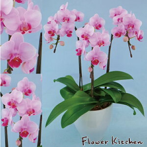 Yn̉ԃMtgye[uӒ 3{ 5zsNn܂Ŗm̌Ӓ R`Eyzj/a/җ//Ď//LO//A/L