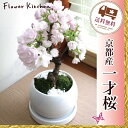 楽天1位 2019年 【季節の盆栽】『 京都産 一才桜の鉢物 』【旭山桜】【送料無料】 苗木/祝/春/インテリア/開花/桜/盆栽/ミニ盆栽/苔玉/苔/コケ/お花...