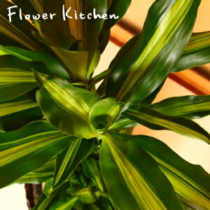 (ϗt)yK̖؁zhZi WF 7 ̔A Dracaena Jelle IׂϗtA yJStzy󂯎MtzĂ₷ A ̔ a JX j zj Vzj  Ce