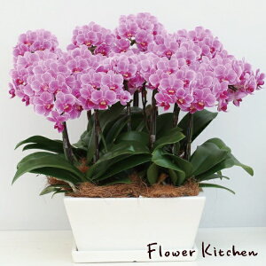 Yn̉ԃMtgy~fBӒ p 9 12{zŖm̌Ӓ R`Eyzj/a/җ//Ď//LO//A/LOi/Ε/