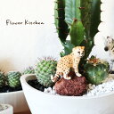 楽天市場 観葉植物 種類 植物 サボテン 人気ランキング1位 売れ筋商品