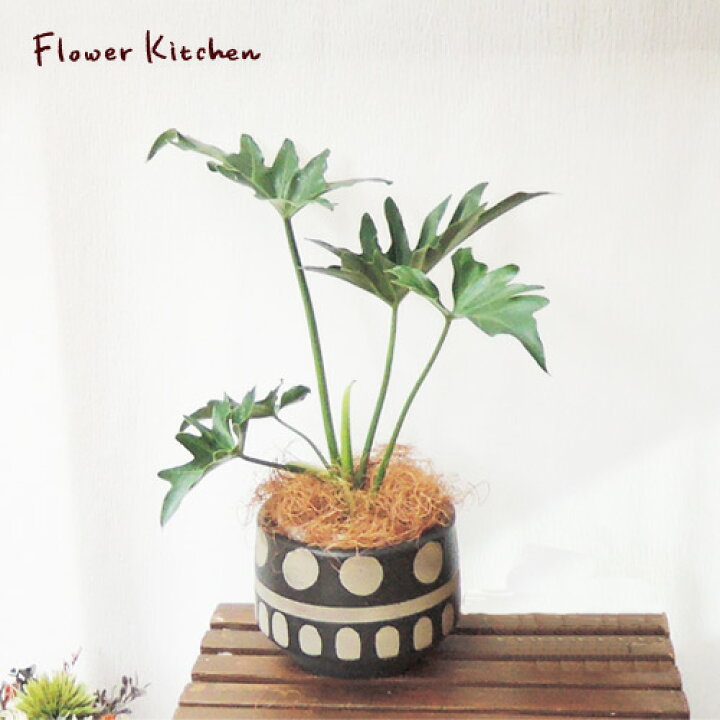 楽天市場 観葉 セローム3 5号 Farmセルマ13ｋ 育てやすい 季節の花鉢シリーズ フィロデンドロン セローム セロウム ミニ観葉 苗木 鉢植え 販売 誕生日 開店 祝 引越祝 新築祝い インテリア 送料無料 楽ギフ 包装 観葉植物 Fktk バレンタイン