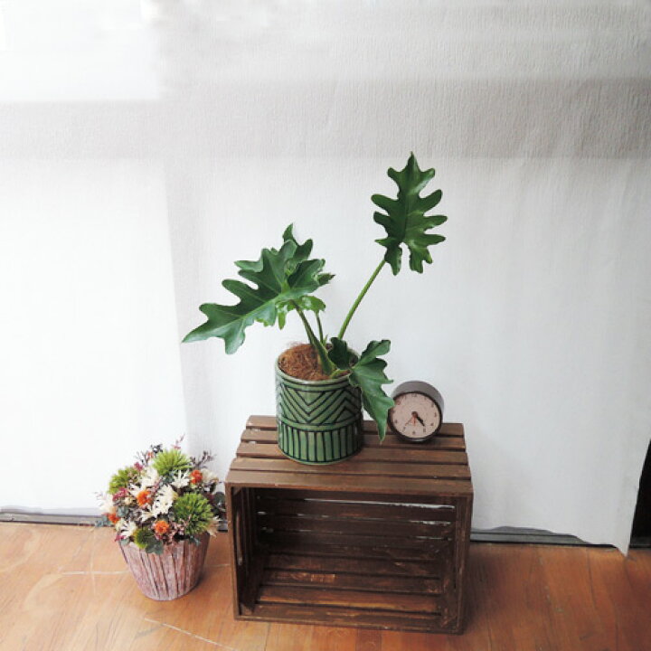 楽天市場 観葉 セローム3 5号 Farmカイス12ｇ 育てやすい 季節の花鉢シリーズ フィロデンドロン セローム セロウム ミニ観葉 苗木 鉢植え 販売 誕生日 開店 祝 引越祝 新築祝い インテリア 送料無料 楽ギフ 包装 観葉植物 716 Fktk バレンタイン