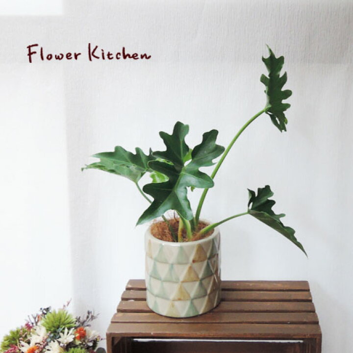 楽天市場 観葉 セローム3 5号 Farmヨンナ12 育てやすい 季節の花鉢シリーズ フィロデンドロン セローム セロウム ミニ観葉 苗木 鉢植え 販売 誕生日 開店 祝 引っ越し祝い 新築祝い インテリア 送料無料 楽ギフ 包装 観葉植物 713 Fktk バレンタイン 楽天市場 観葉 セローム3 5号 Farmヨンナ12 育てやすい 季節の花鉢シリーズ フィロデンドロン セローム セロウム ミニ観葉 苗木 鉢植え 販売 誕生日 開店 祝 引っ越し祝い 新築祝い インテリア 送料無料 楽ギフ 包装 観葉植物 713 Fktk バレンタイン