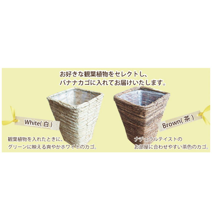 楽天市場】(観葉)季節の花鉢シリーズ『 シマトネリコ 四角カゴ付 