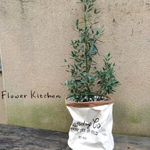 wM󉀃I[u8×h[obO AC{[x M Mtg ϗtA I[u I[u̖ ЂȂ `vbV[m A a JX z j zj Vzj Ce