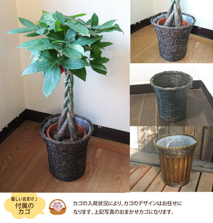 楽天市場】(観葉)パキラ7号+モンステラ6号セット茶カゴ パキラ 