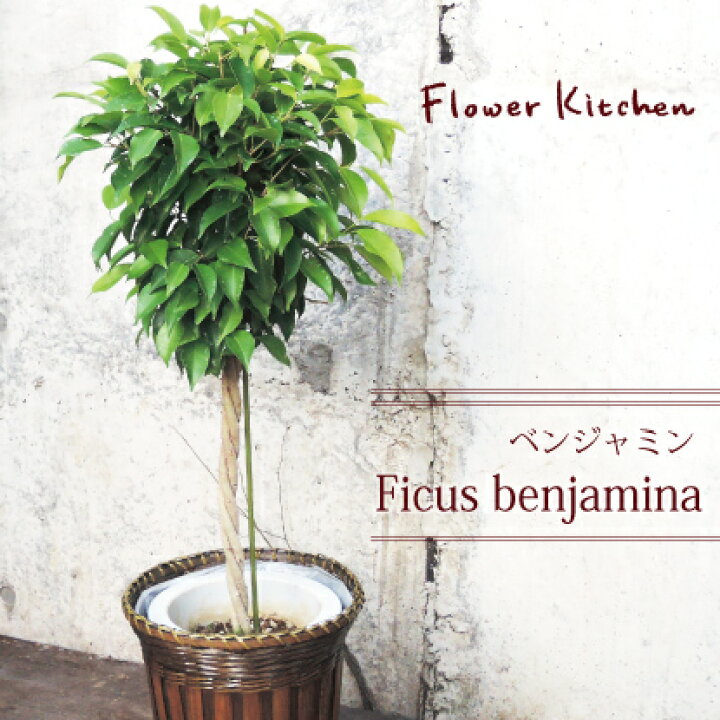 楽天市場 観葉 季節の花鉢シリーズ ベンジャミン Lサイズ 7号鉢 ベンジャミン フィカス ベンジャミナ 送料無料 ギフト 育てやすい 観葉植物 インテリア 鉢植え 開店 引越し 祝い 引越し祝い 新築祝い 誕生日 日曜営業 Fktk Flowerkitchenjiyugaoka