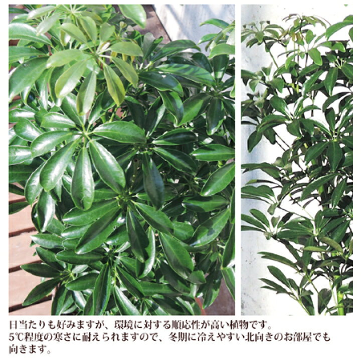 楽天市場 観葉 季節の花鉢シリーズ シェフレラ コンパクタ 7号鉢 カゴ付き 受け皿付き カポック シェフレラ コンパクタ 送料無料 ギフト 育てやすい 観葉植物 インテリア 鉢植え 開店 引越 祝 引越祝 新築祝い 誕生日 あす楽 日曜営業 スーパーsale