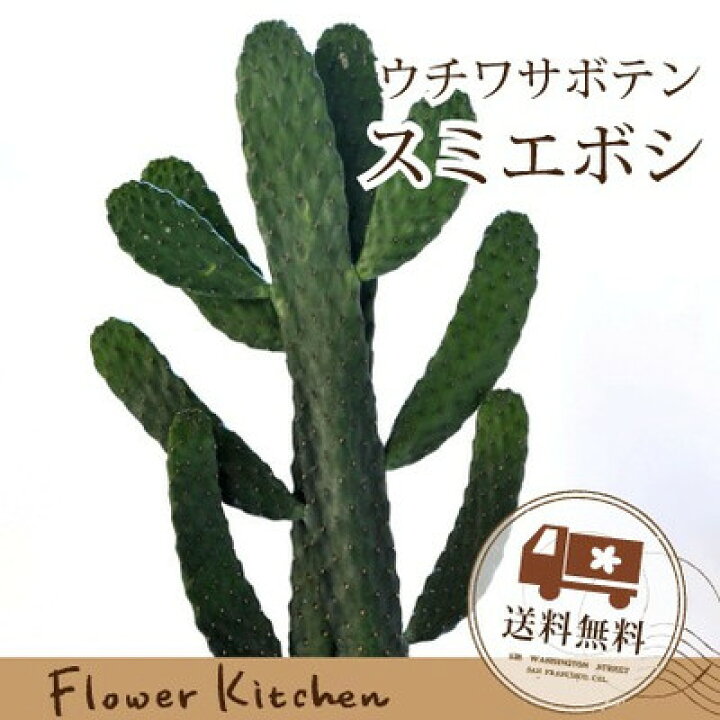楽天市場 観葉 スミエボシ サボテン 墨烏帽子 送料無料 ギフト プレゼント 育てやすい 観葉植物 多肉植物 インテリア 鉢植え 開店 引越し 祝い 引越し祝い 新築祝い 誕生日 合格祈願 バンザイ の形 縁起 父の日ギフト Fktk Flowerkitchenjiyugaoka