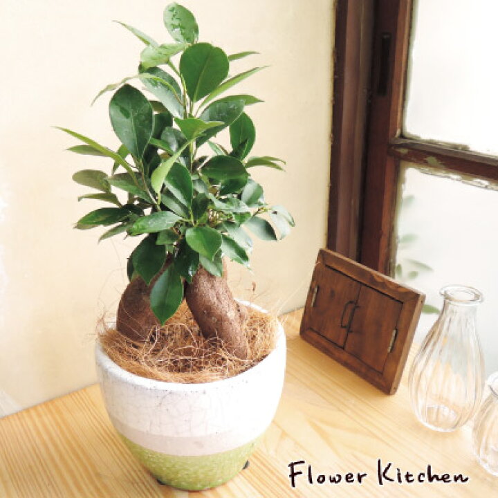 楽天市場 観葉 ガジュマル5号 Farm コスタスタンダード13 ホワイト グリーン ヤシ付き 育てやすい 季節の花鉢シリーズ ガジュマル フィカス 苗木 鉢植え 販売 誕生日 開店 祝 引っ越し祝い 新築祝い インテリア 送料無料 楽ギフ 包装 観葉植物 Fktk